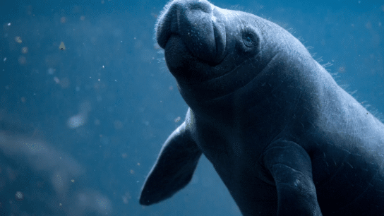 Amid Human-Induced Climate Change, the Florida Manatee Faces an Uncertain Future